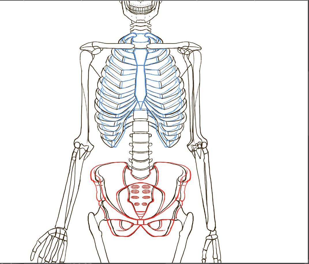 Human Anatomy Study – Matthew Tunney
